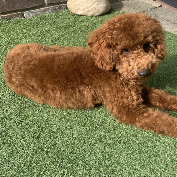 Charlie uit Bavel zoekt een Hondenoppas