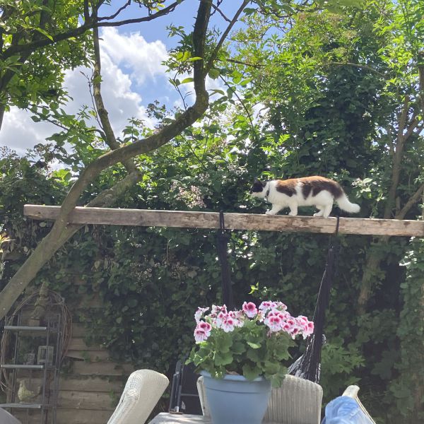Beer, Cody uit Hoogkarspel zoekt een huisdierenoppas
