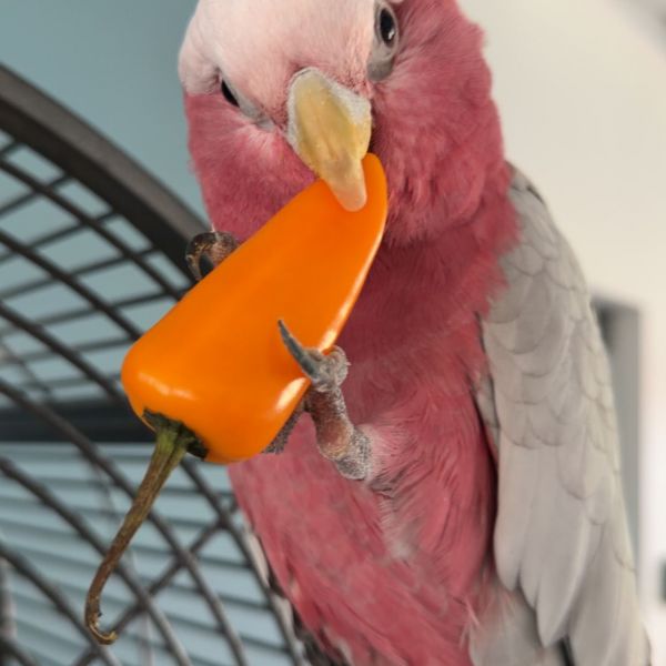 Guus, Whisky en Kees uit Alkmaar zoekt een Vogeloppas