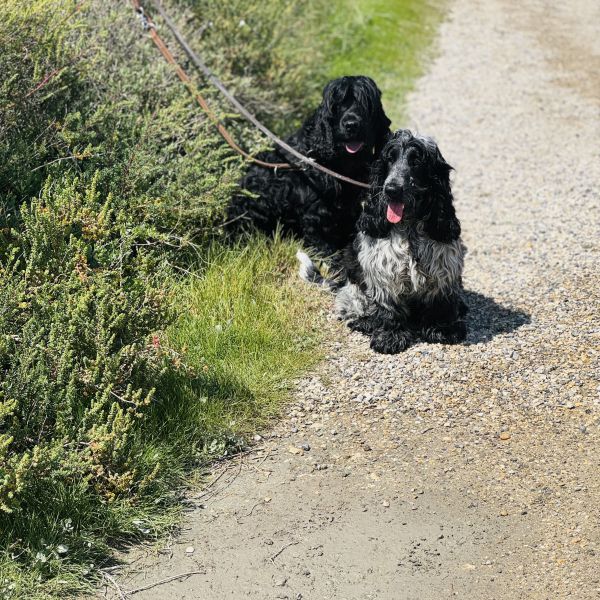 Sam, Abel uit Epe zoekt een Hondenoppas