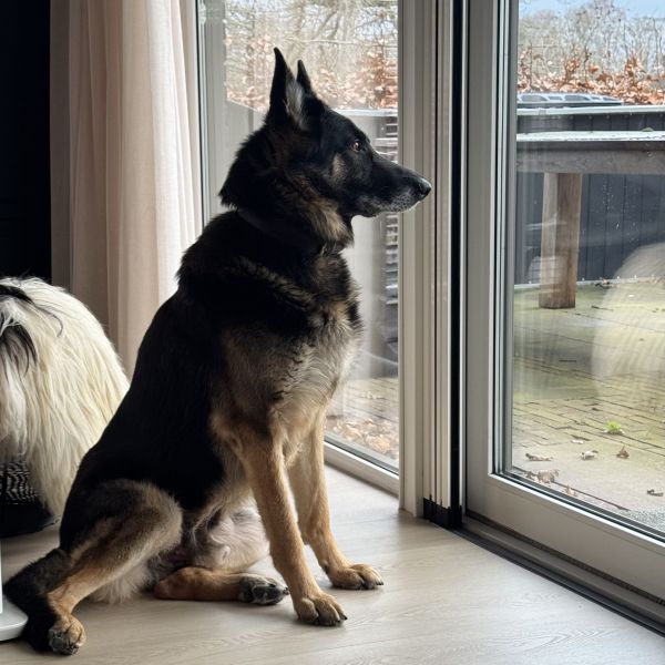 Beer uit Bussum zoekt een Hondenoppas