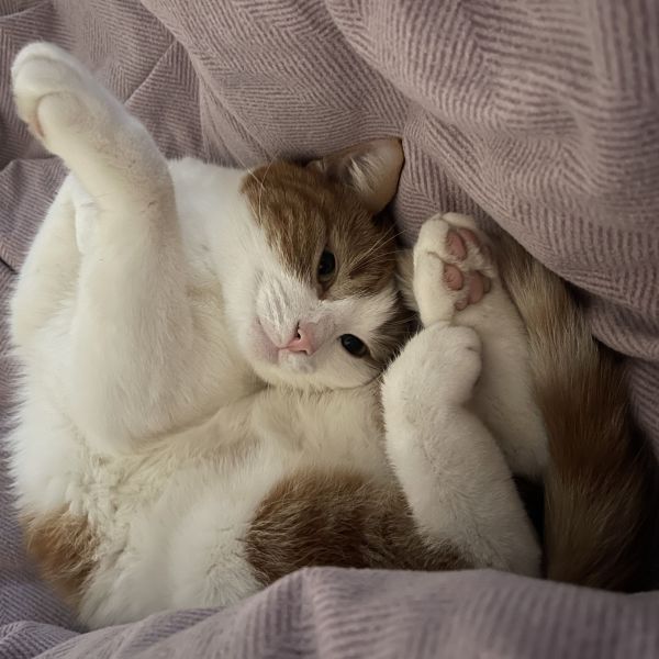 Snoes de poes uit Harmelen zoekt een Kattenoppas