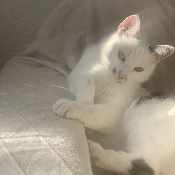 Evi uit Gieten zoekt een Kattenoppas