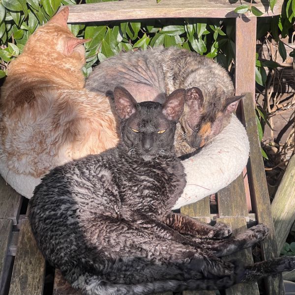 Isabella, Spencer, Bender uit Alkmaar zoekt een Kattenoppas