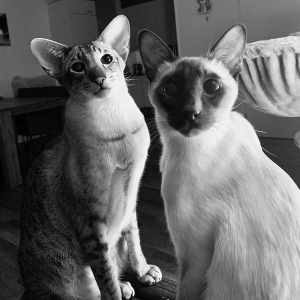 Kattenoppas Corine uit Amsterdam