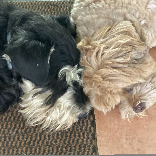 Hondenoppas Karin uit Ouddorp