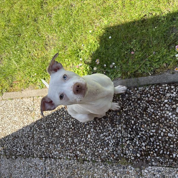 Blue uit Dirkshorn zoekt een Hondenoppas