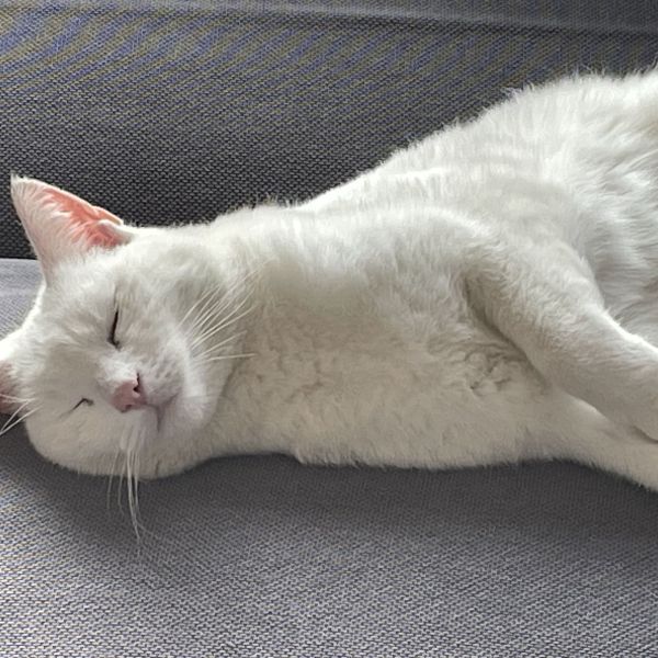 Pedro uit Oostvoorne zoekt een Kattenoppas