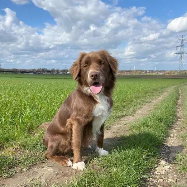 Balou uit Beek zoekt een Hondenoppas