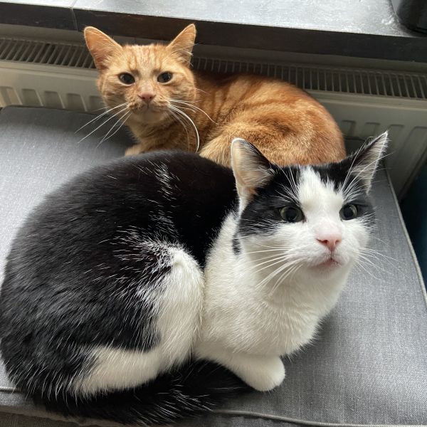 Simba, Simba & Abu uit Vught zoekt een Kattenoppas