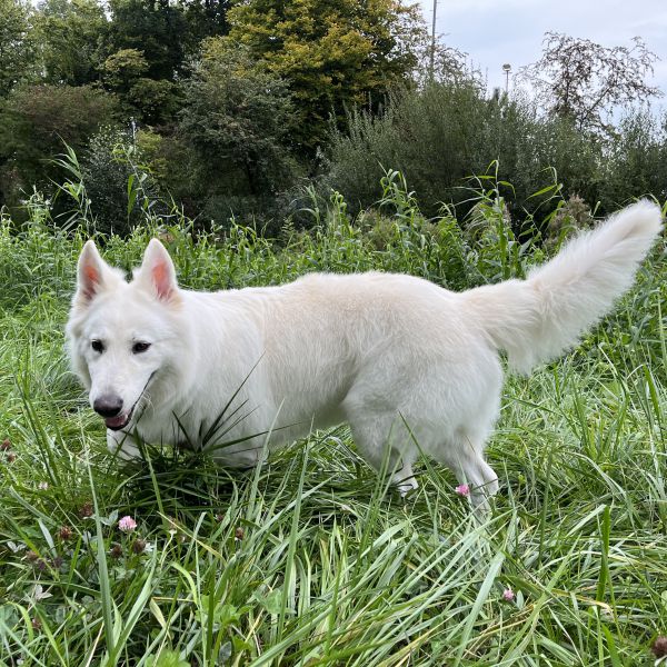 Yuki uit Zwijndrecht zoekt een Hondenoppas