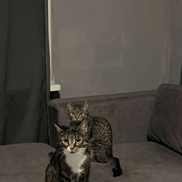 Bambi en Luna uit Vlaardingen zoekt een Kattenoppas