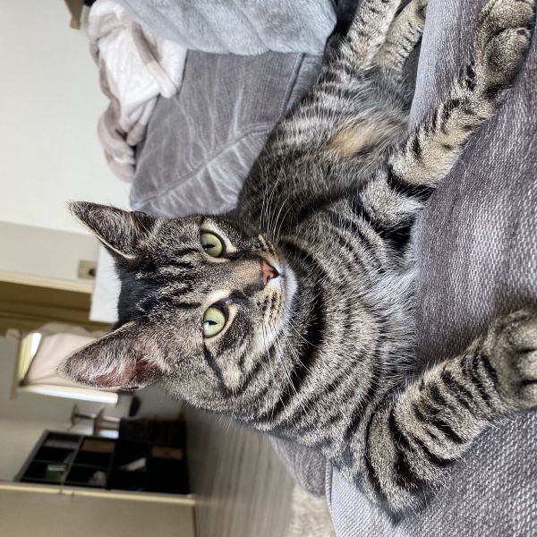 Nimry, Malik uit Middelburg zoekt een Kattenoppas