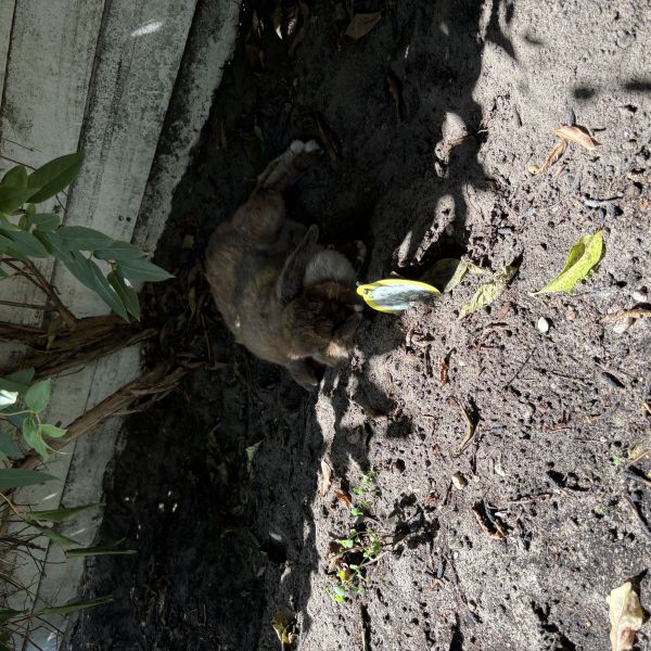 Konijn Daisy uit Bussum zoekt een Knaagdierenoppas