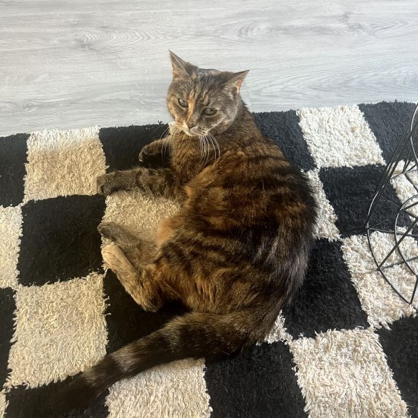 Huisdierenoppas Michelle uit Wijchen
