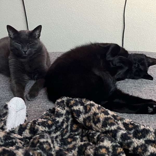 Mavi en Siyah uit Heerhugowaard zoekt een Kattenoppas