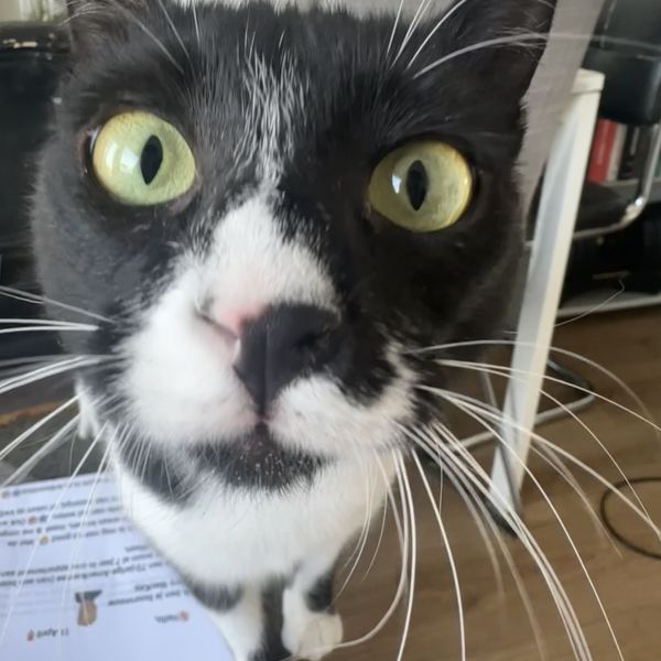 Nela, Lumi uit Utrecht zoekt een Kattenoppas