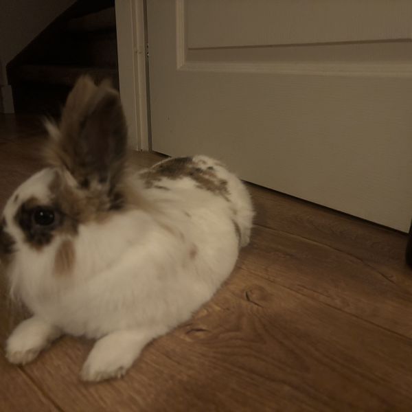 Mickey, Ashley uit Zaandam zoekt een Knaagdierenoppas