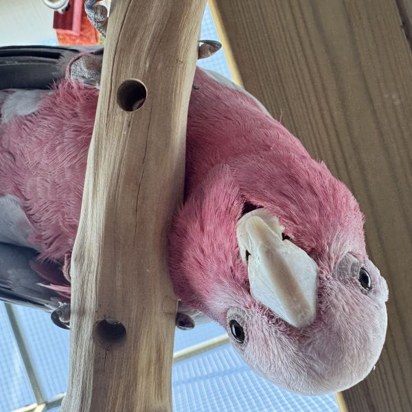 Vogeloppas jayden uit Fijnaart