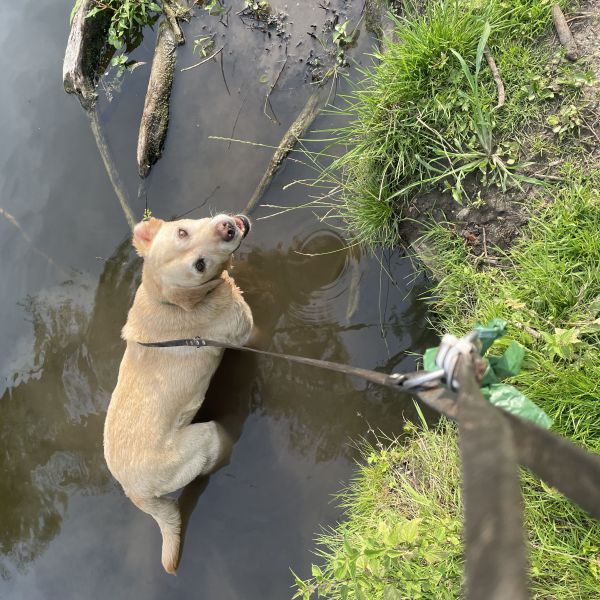 Jake uit Krimpen Aan Den Ijssel zoekt een Hondenoppas