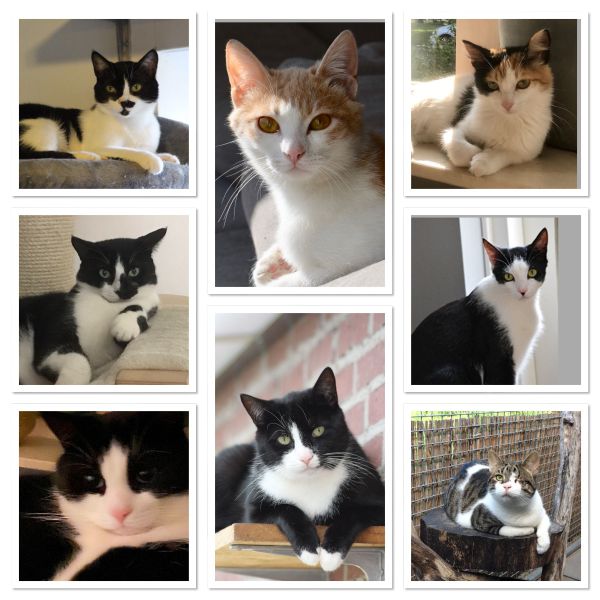 Professionele Kattenoppas Heidi uit Gemert