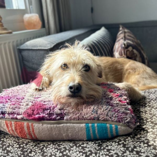 Stella uit Amersfoort zoekt een Hondenoppas