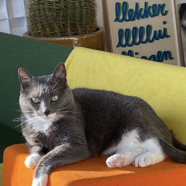 Simba, Simba uit Den Haag zoekt een Kattenoppas