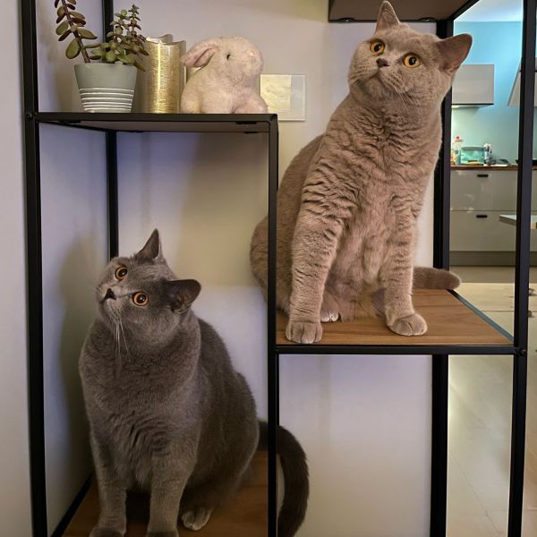 Mr Grey, Mr Blu uit Heerhugowaard zoekt een Kattenoppas