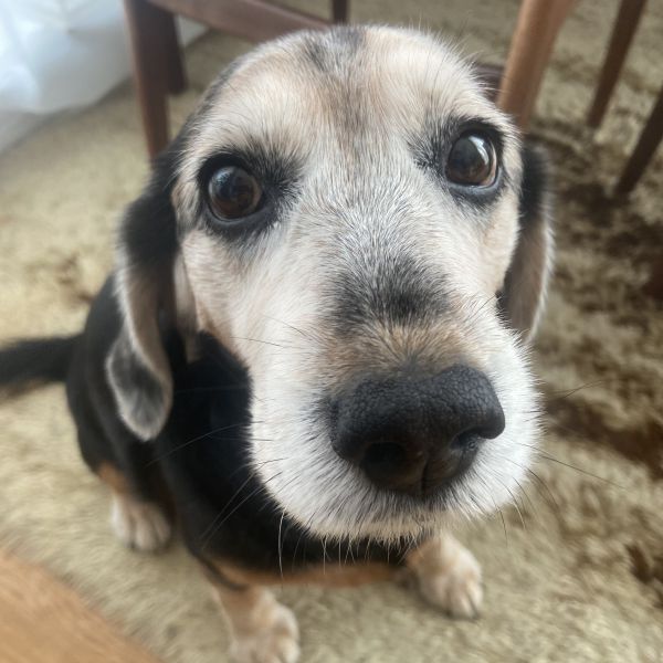 Ollie uit Zwolle zoekt een Hondenoppas