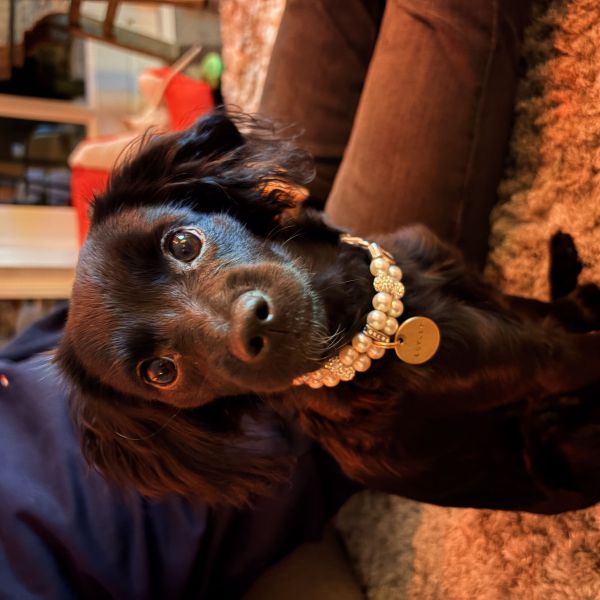 Lovely uit Waspik zoekt een Hondenoppas