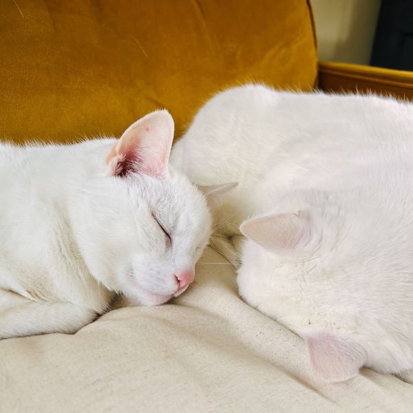 Bas en Jack uit Groningen zoekt een Kattenoppas