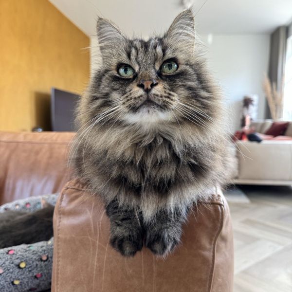 Joost, Leo uit Maarsbergen zoekt een Kattenoppas