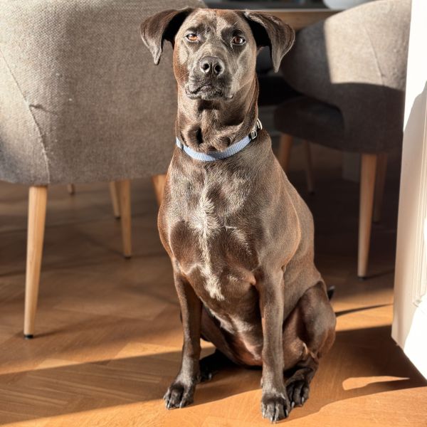 Nala uit Bussum zoekt een Hondenoppas