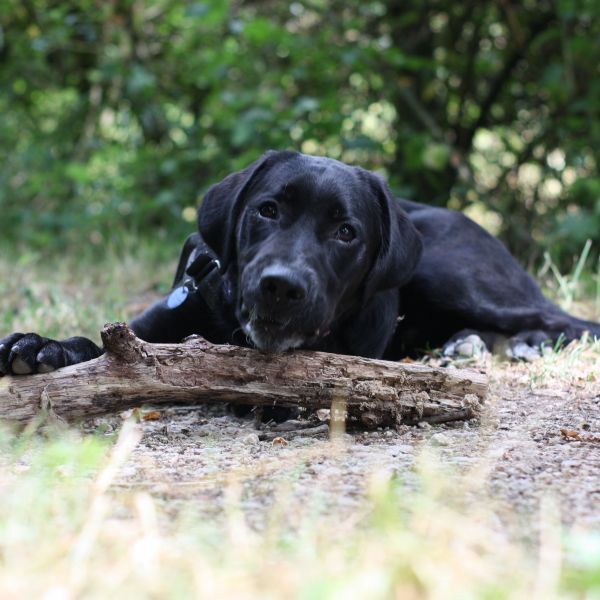 Bob uit Zwolle zoekt een Hondenoppas