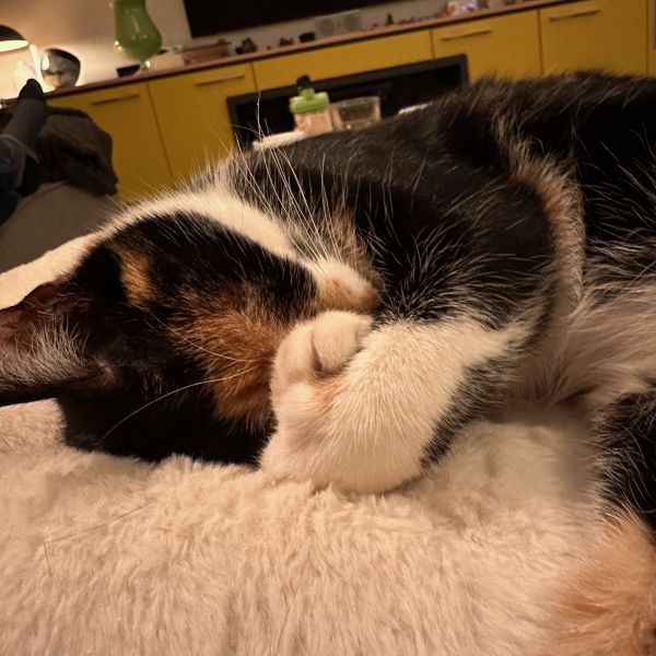 Darb, Roos, Luus uit Grootegast zoekt een Kattenoppas
