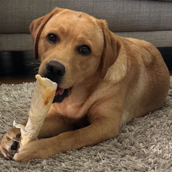 Marley uit Epe zoekt een Hondenoppas