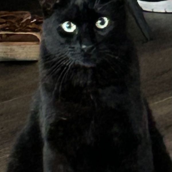 Bundy uit Beneden-Leeuwen zoekt een Kattenoppas