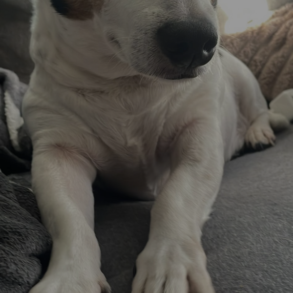 Rocky uit Zandvoort zoekt een Hondenoppas