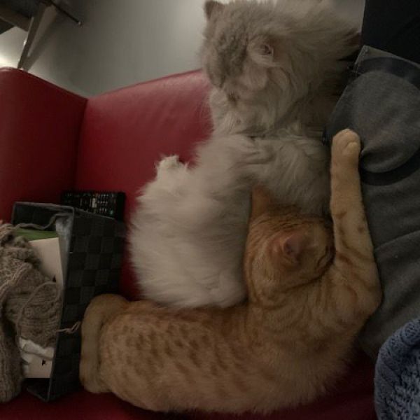 Moon, Browny, Nuala (noela) uit Leeuwarden zoekt een Kattenoppas