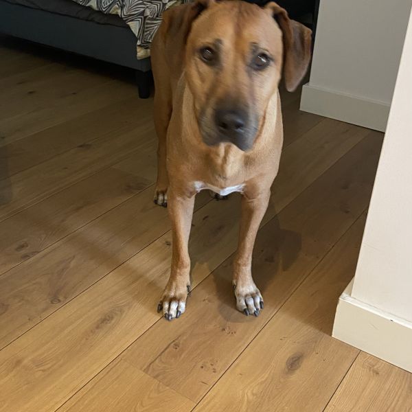 Diesel / Rhodesian Ridgeback, Bobbie uit Dongen zoekt een Hondenoppas