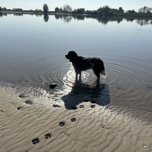 Nova uit Schoonhoven zoekt een Hondenoppas