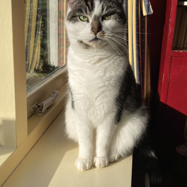 Milo, Ayla uit Huizen zoekt een Kattenoppas