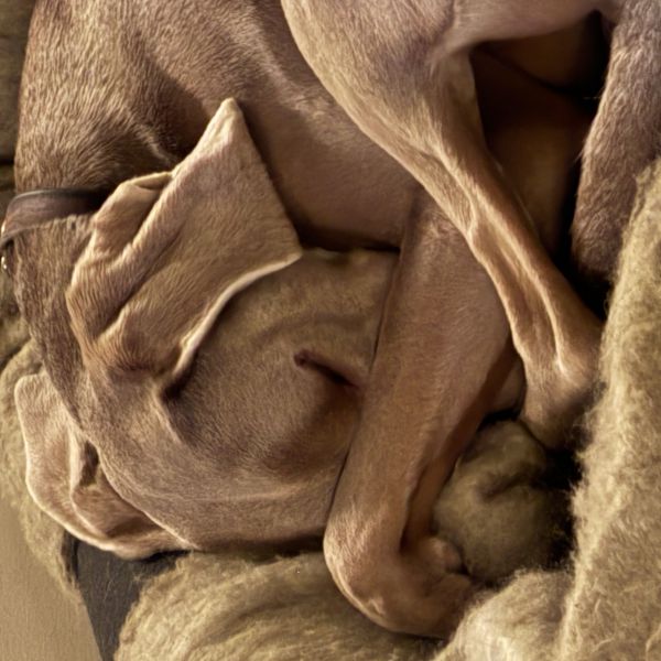 Soof uit Aalden zoekt een Hondenoppas