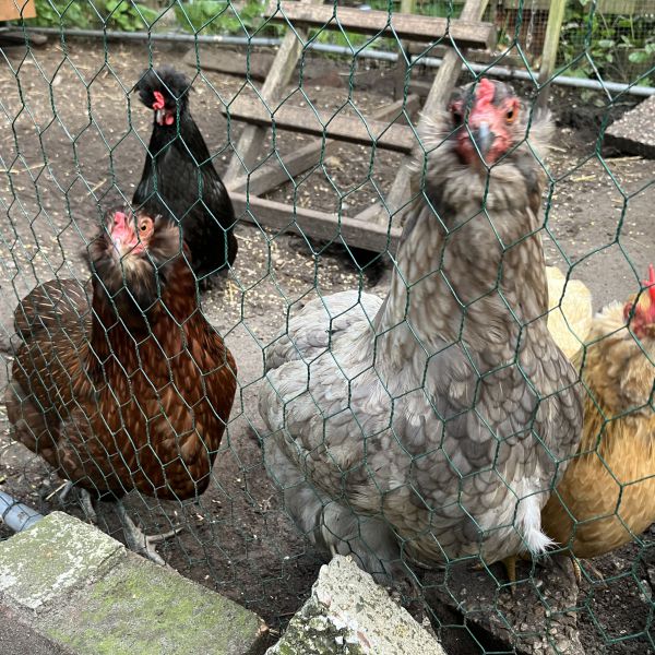 Kippen, Brinkie, Pluim uit Alkmaar zoekt een huisdierenoppas