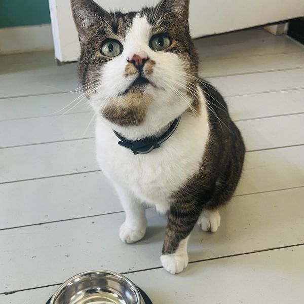 Rocky uit Noordhorn zoekt een Kattenoppas