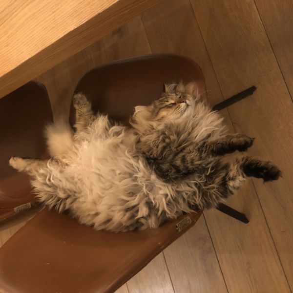 Bobo, Mia uit Pijnacker zoekt een Kattenoppas