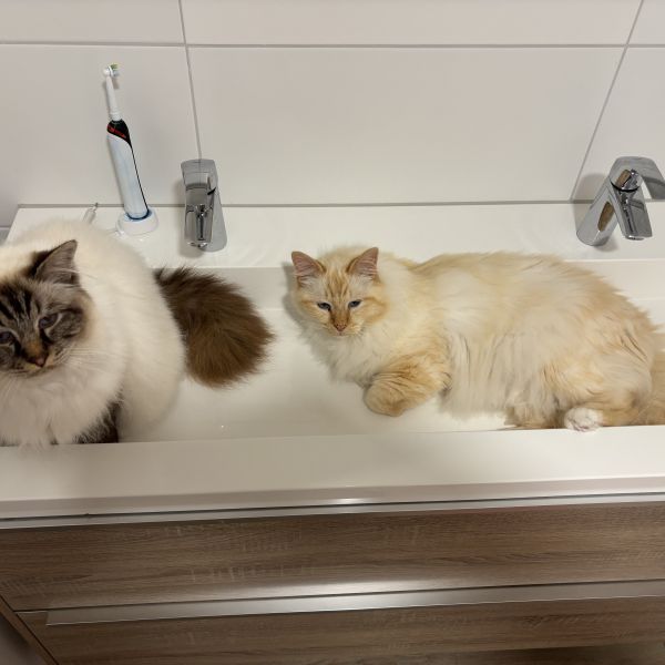 Jerry, Bruno uit Dodewaard zoekt een Kattenoppas