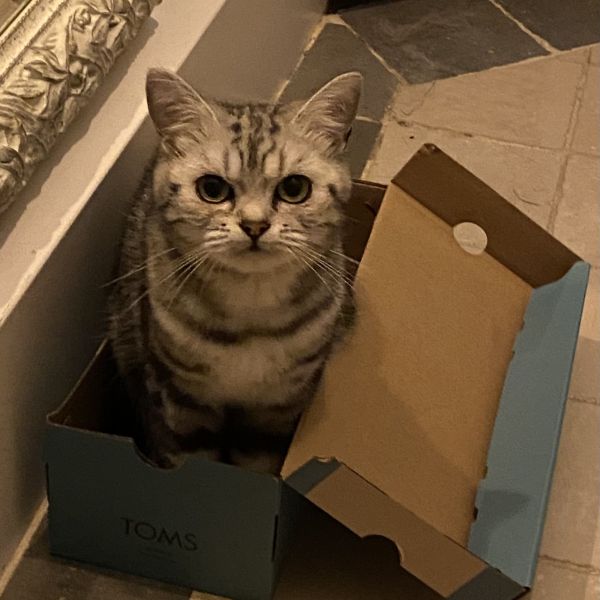 Mini, Harvey uit Wassenaar zoekt een Kattenoppas