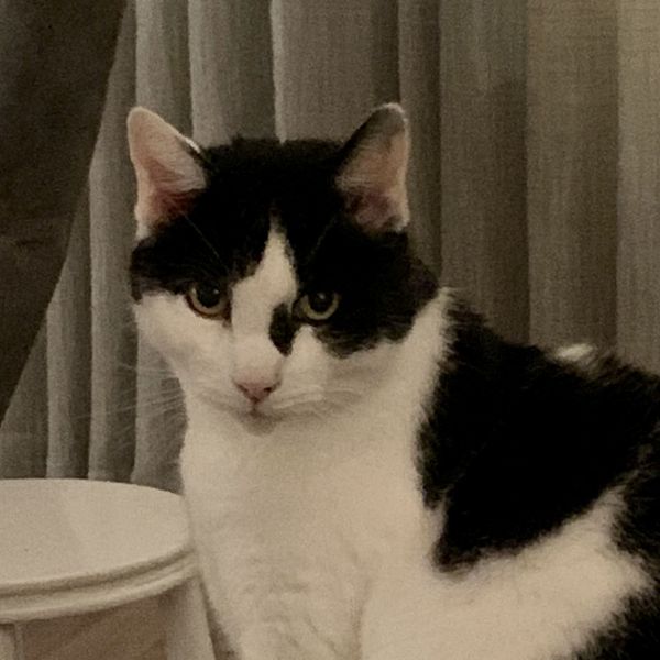 Jack, Tommy uit Zenderen zoekt een Kattenoppas