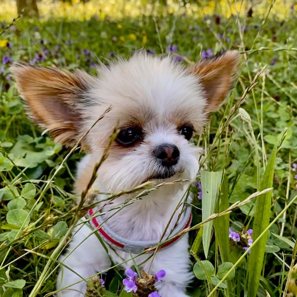 Huisdierenoppas Cai Ling uit Hengelo